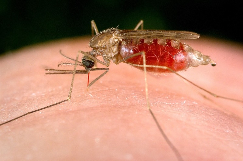 Anopheles freeborni mosquito carries malaria